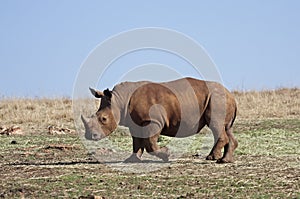 Young White Rhinocerus; photo