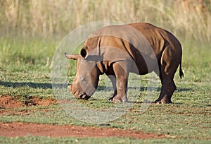 Young White Rhinocerus grazing on short green gras photo