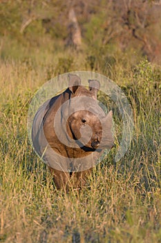 Young white rhinocerus standing in grassland in evening light