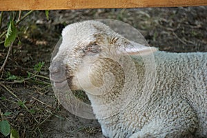 Young white sheep, lamb - close-up on head