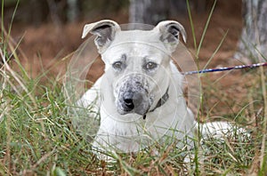 Young white shepherd mix dog mutt laying down outside on leash