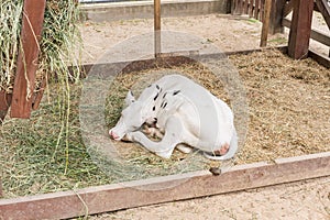 A young white spotted cow lies on the dry grass