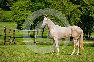 Young white stallion standing in a paddock