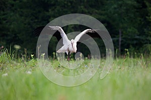 Young white stork