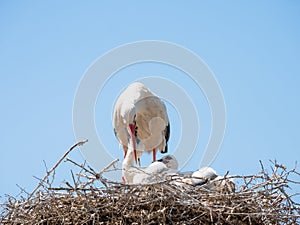 A young white stork zygonino inserts its beak into its parent`s beak while it regurgitates food