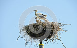 Young storks in the nest photo