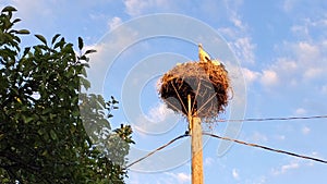 Young white storks in a nest on a pole on blue sky background with clouds. Ciconia ciconia birds outdors