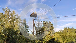 Young white storks in a nest on a pole on blue sky background with clouds. Ciconia ciconia birds outdors