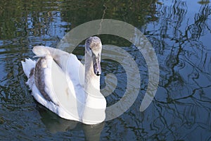A young white swan with brown feathers swims on a blue lake, reflected in the water, close-up