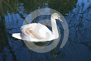 A young white swan with brown feathers swims on a blue lake, reflected in the water, close-up