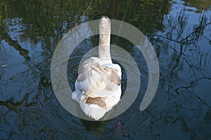 A young white swan with brown feathers swims on a blue lake, reflected in the water, close-up, rear view