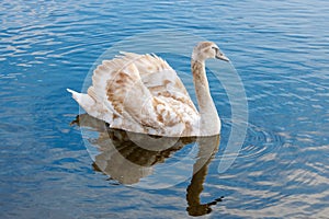 Young white swan floating on the water surface of the river