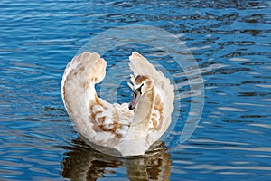 Young white swan floating on the water surface of the river