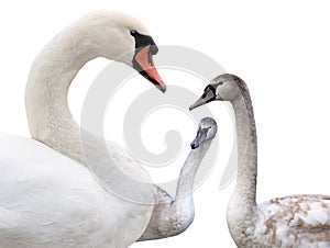 young white swan isolated on white background