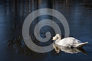 Young white Swan reaching towards the water