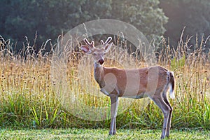 young white tail buck deer with velvet antle