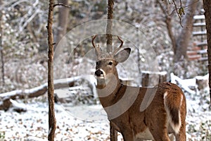 Young White Tail Buck sees first snow