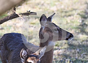 A young white tail deer doe pauses in her grazing