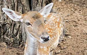 Young white tail deer in field