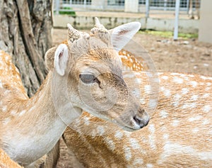 Young white tail deer in field