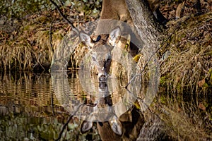 Young White-Tailed Buck Drinking from Lake