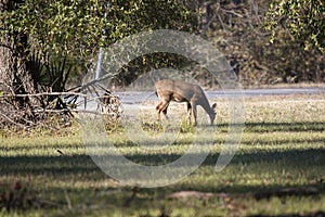 Young White-Tailed Buck Foraging