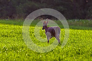 Young White-tailed Buck Odocoileus virginianus in a hayfield during summer with velvet antlers