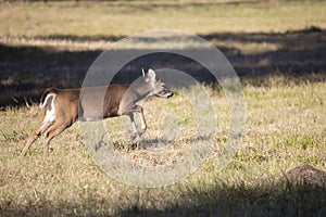 Young White-Tailed Buck Running