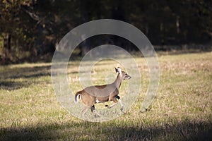 Young White-Tailed Buck Running