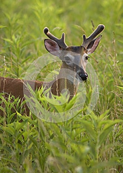Young White Tailed Deer Buck