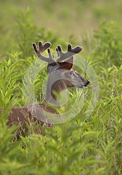 Young White Tailed Deer Buck