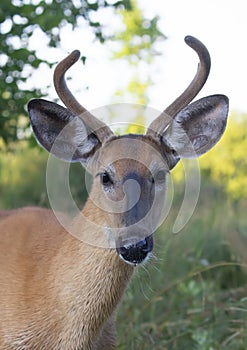 A A young White-tailed deer buck in the early morning light with velvet antlers in summer in Canada