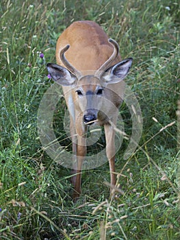 A A young White-tailed deer buck in the early morning light with velvet antlers in summer in Canada