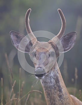 Young White-tailed deer buck in the early morning light with velvet antlers in summer in Canada