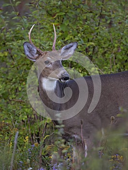 A A young white-tailed deer buck on an early morning with little antlers in summer in Canada