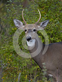 A A young white-tailed deer buck on an early morning with little antlers in summer in Canada