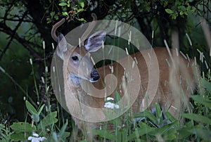 A young White-tailed deer buck in the early morning with velvet antlers in summer in Canada