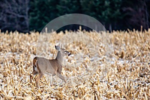 Young white-tailed deer buck Odocoileus virginianus in November, breathing heavy in a  Wisconsin cornfield