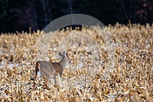 Young white-tailed deer buck Odocoileus virginianus in November, breathing heavy in a  Wisconsin cornfield