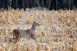 Young white-tailed deer buck Odocoileus virginianus in November in a  Wisconsin cornfield