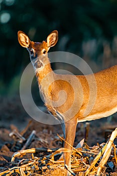 Young white-tailed deer, buck Odocoileus virginianus in  a Wisconsin farm field