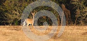 Young white tailed deer buck with small rack standing in open meadow in Florida