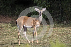 Young White Tailed Deer buck in Velvet Antlers