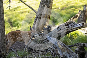 Young white-tailed deer and Eastern gray squirrel