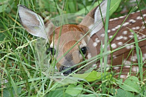 Young White-tailed Deer Fawn