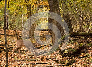 Young White-Tailed Deer Running in Autumn Forest