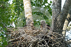 Young white-tailed eagle chicks in the nest