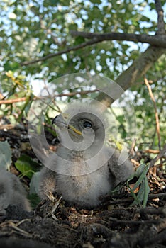 Young white-tailed eagle chicks in the nest