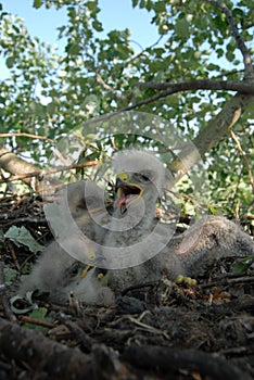 Young white-tailed eagle chicks in the nest