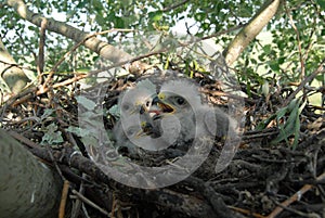 Young white-tailed eagle chicks in the nest